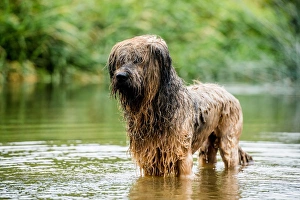 Animal Theme Prints: A briard dog, wading in water, England, United Kingdom, Europe