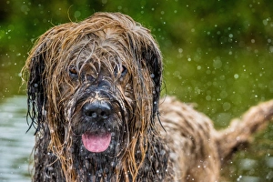 Domestic Prints: Briard in water, United Kingdom, Europe