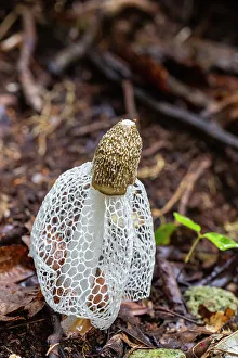 Still Life Prints: Bridal veil stinkhorn (Phallus indusiatus)