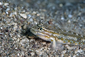 Seabed Prints: Bridled goby (Coryphopterus glaucofraenum)