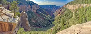 Pine Tree Prints: Bright Angel Canyon viewed from Coconino Overlook along North Kaibab Trail on Grand