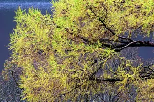 Lakeside Prints: Bright autumn colors on trees near water in Buttermere Lake District in United Kingdom