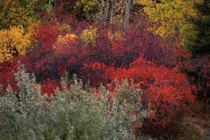 Alberta Prints: Bright autumn leaves line the path through the boreal forest in Elk Island National Park in Alberta