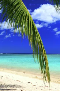Relaxing Prints: Bright beach scene with palm trees and clear water near Flic en Flac in Mauritius during a sunny day
