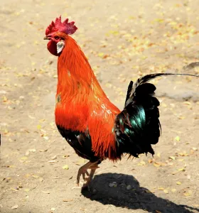 Feathers Prints: Bright cockerel walks on dirt ground in Mauritius during daylight hours with natural light highlighting feathers