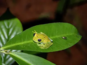 Nighttime Prints: Bright-eyed frog Boophis viridis sits on a leaf during a night walk in Madagascar rainforest