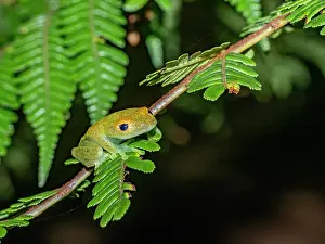 Bright Prints: Bright-eyed frog Boophis viridis spotted during a night walk in the rainforests of Madagascar observing its