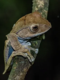 Reptile Prints: Bright-eyed frog resting on a branch at night in Madagascar rainforest
