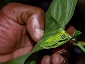Reptile Prints: Bright-eyed frog resting on green leaf during night in Madagascar rainforest