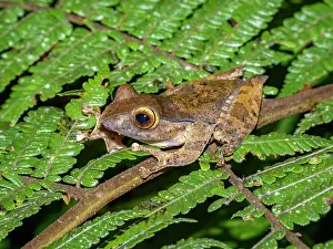 Reptile Prints: Bright-eyed frog resting on a leaf in Madagascar during nighttime exploration