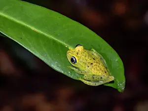 Reptile Prints: Bright-eyed green frog Boophis viridis seen during night walk in Madagascar's forest habitat by explorers