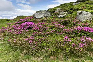 Petals Prints: Bright pink flowers bloom in the green landscape of the Rodnei mountains in Romania during springtime