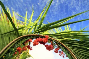 Floral Prints: Bright red flowers frame the sky with green leaves on Praslin Island in Seychelles during sunny weather
