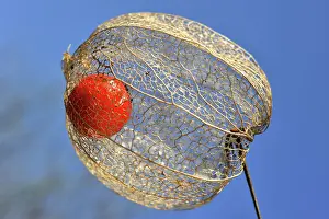 Ornamental Prints: Bright red fruit inside the dried husk of Chinese lantern (Physalis alkekengi)