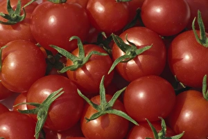 Healthy Food Prints: Bright red tomatoes