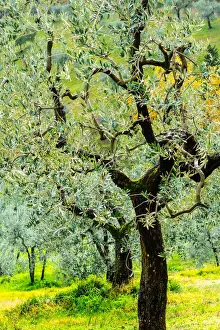Bright shades of green sunlit olive trees and grass in Autumn after the rain