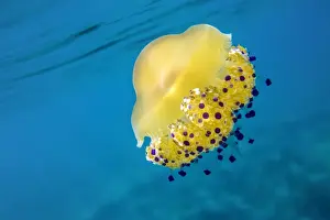 A bright yellow jellyfish (Cotylorhiza tuberculata) in the Mediterranean Sea by the coast of Santa Teresa di Gallura, Sardinia, Italy, Mediterranean, Europe