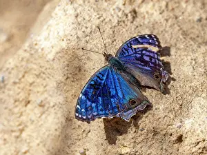 Bright Prints: Brilliant blue butterfly Junonia rhadama resting on ground in Madagascar during daytime