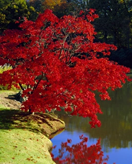 Brilliant red Acer Palmatum Cripsii in autumn, Sheffield Park Gardens, East Sussex
