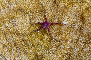 Brittle star fish (Ophiothrix sp.), Sulawesi, Indonesia, Southeast Asia, Asia Brittle star fish (Ophiothrix sp.), Sulawesi, Indonesia, Southeast Asia, Asia