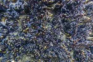Invertebrate Prints: Brittle stars massing by the hundreds in possible reproduction event at Tagus Cove