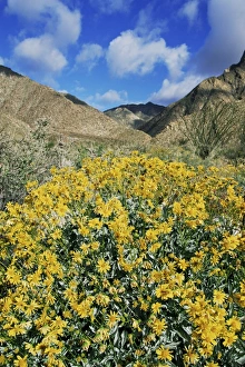 Images Dated 21st January 2000: Brittlebushes with mountains behind
