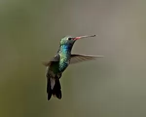 Images Dated 29th March 2010: Broad-billed hummingbird (Cynanthus latirostris) hovering, Patagonia, Arizona