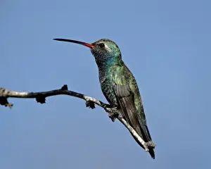 Broad-billed hummingbird (Cynanthus latirostris) perched, Patagonia, Arizona