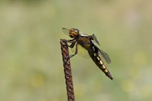 Post Prints: Broad-bodied chaser dragonfly (Libellula depressa) female