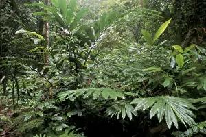 Fern Prints: Broad leaved plants and ferns grow at base of dipterocarp rainforest