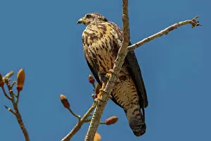 Raptor Prints: Broad-winged hawk (Buteo platypterus) small raptor