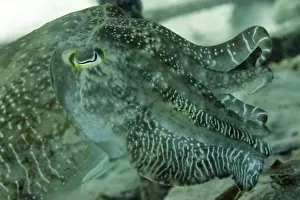 Mollusc Prints: Broadclub cuttlefish (Sepia Latimanus) largest of tropical into Pacific cuttlefish