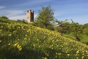 Worcestershire Collection: Broadway Tower with cowslips, Broadway, Worcestershire, England, United Kingdom, Europe