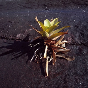 Pla Nts Prints: Brocchinia tatei (Bromeliaceae), Mount Roraima summit, Venezuela, South America