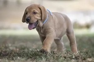 Puppy Prints: Broholmer dog breed puppy with a light blue collar walking on the grass, Italy, Europe
