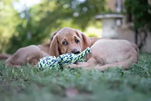 Puppy Prints: Broholmer dog breed puppy lying on the ground and playing with a toy, Italy, Europe