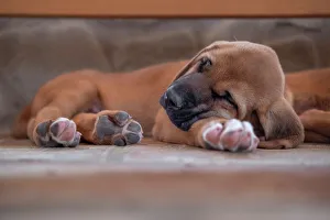 Puppy Prints: Broholmer dog breed puppy sleeping with his head over a paw, Italy, Europe