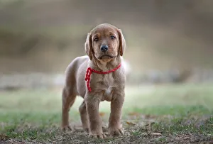 Puppy Prints: Broholmer dog breed puppy standing and looking into the camera, Italy, Europe