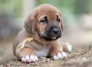 Puppy Prints: Broholmer dog breed puppy with a yellow collar lying on the ground, Italy, Europe
