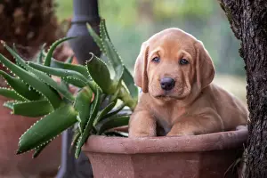 Puppy Prints: A Broholmer puppy climbing in a vase with an Agave, Italy, Europe