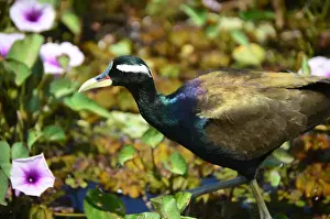 Nature Lover Prints: Bronze-winged jacana (metopidius indicus) in its natural habitat