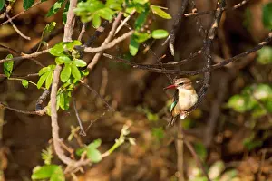 Sights Prints: Brown-backed Kingfisher, (Halcyon albiventris)