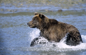 Brown Bear Prints: Brown Bear