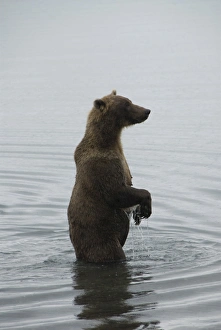Brown bear in Brooks River, Brooks Camp, Katmai National Park, Alaska, United States of America