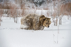 Montana Prints: Brown bear (grizzly) (Ursus arctos), Montana, United States of America, North America