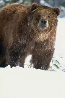 Animal Head Collection: Brown bear (grizzly) (Ursus horribillis) in snow, North America