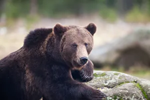 Lying Down Prints: Brown bear portrait in the wilderness, Carpathian mountains, Romania, Europe
