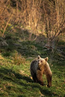 Brown Bear Prints: Brown Bear seen from Bunea Wilderness Hide