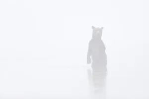 Outdoor Shot Prints: Brown bear (Ursus arctos), in fog, Kamchatka, Russia