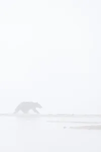 Outdoor Shot Prints: Brown bear (Ursus arctos), in fog, Kamchatka, Russia